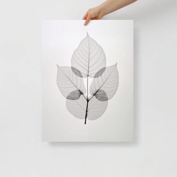 Gray Elegance - Chrysoclea's Reflections in X-Ray Film - Image 2
