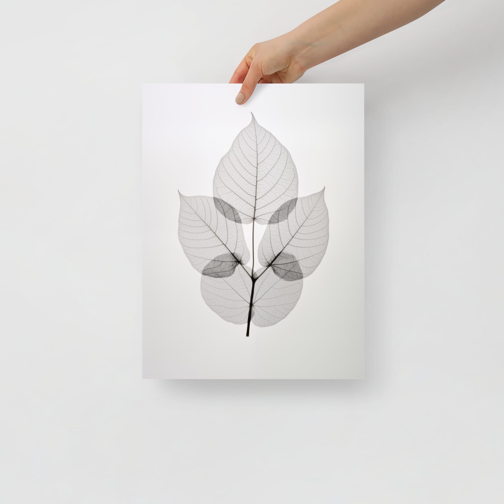 Gray Elegance - Chrysoclea's Reflections in X-Ray Film